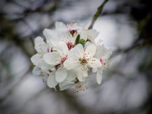 Bachblüten-Ungleichgewicht-Symptome